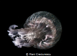 jellyfish - loutraki greece by Mani Craciunescu 